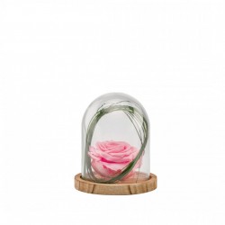 Cloche Rose Stabilisée Rose Décorative Sur Socle Bois - 13 Cm