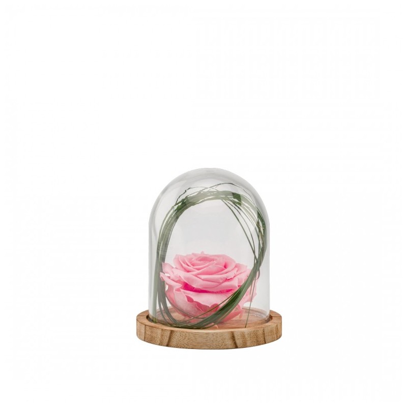 Cloche Rose Stabilisée Rose Décorative Sur Socle Bois - 13 Cm