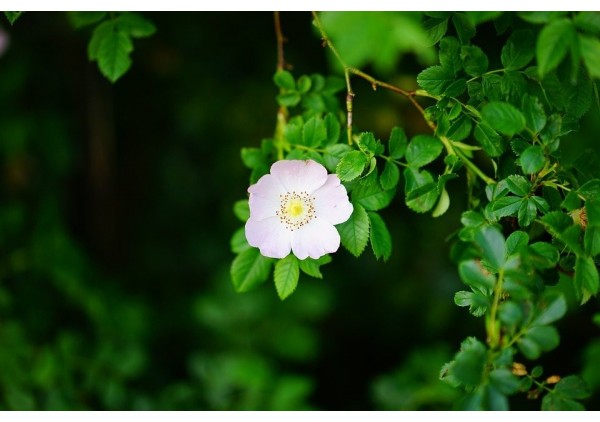 Apportez une touche nature à votre intérieur grâce aux tableaux végétaux et roses stabilisés